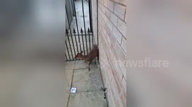 Urban Muntjac deer stuck in garden gate rescued in Peterborough