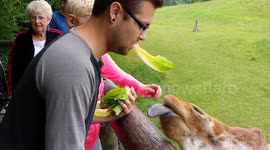 Newsflare Edit - Brad and Giraffe share a meal