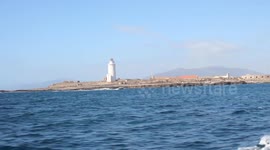 Dolphins in the strait of Gibraltar
