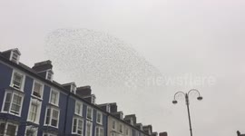 Mesmerising starling murmuration in Aberystwyth