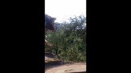 Fallen tree