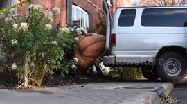 YouTuber Viva Frei gets enormous 500kg pumpkin delivered