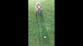 The golf-fox in Åre Sweden