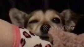 Dog winks at owner