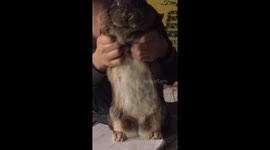 Dancing bunny