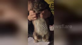 Newsflare Edit - Dancing bunny