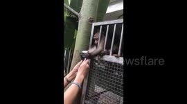 Monkeys try to snatch tourist's phone at zoo in China
