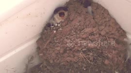 Young House Martin vomits its meal of flies