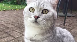 Grass guzzler cat gets caught out!