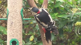 Great-Spotted-Woodpecker feeding on bird feeder
