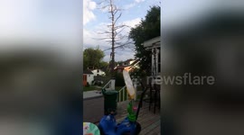 100ft tree falls onto logger in Canada
