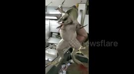 Chinese chef handles frog with seven legs