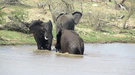 Elephants have a splash fight in the Kruger