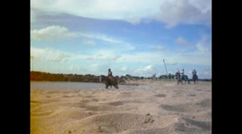 Saint Lucia. Santa Lucía. Castries. Caballos en playa Vigie. Horses on Vigie beach. 2014