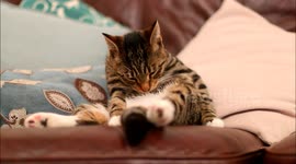 Cat Cleaining Itself