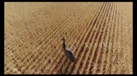 Stunning drone footage shows emus grazing in Australia