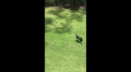 Bird steals food off Lizard