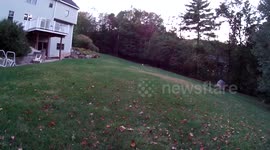 Parson Russell Tio playing chuckit