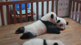 Giant panda cubs having fun