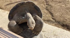 Century-old tortoises mate right in front of zoo visitors