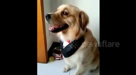 Golden retriever makes eyes at female owner