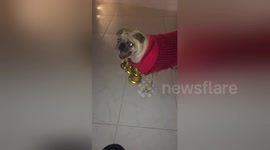 Newsflare Edit - Christmas pug