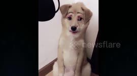Chinese dog owner piles on makeup on her pet's face