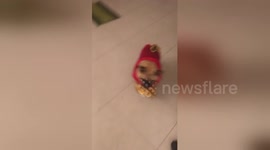Newsflare Edit - Jingle pug