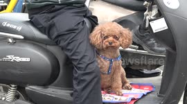 A cute brown poodle on a bike in China