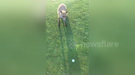 Newsflare Edit - The golf-fox in Åre Sweden