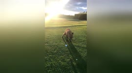 Cheeky fox steals golfer's ball from tee
