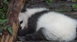 Giant panda cubs snoozing outdoors in the autumn cool