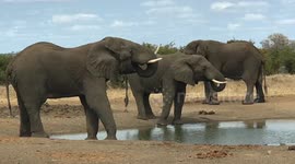 RAW: Spiritual encounter with elephant in South African Safari