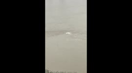 Creature filmed Swimming in the Thames London