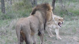 Lioness slaps 'lazy' male on rear