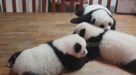 Thousands visit the giant pandas in Chengdu