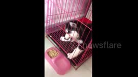 Dog tries to eat food through cage