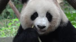 Thousands visit the giant pandas in Chengdu