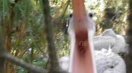This pelican has a big beak and an even bigger attitude