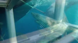 Great White Shark - Cage Diving (attack) - Chomping & Bumping at the cage !