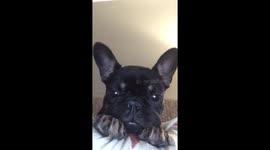 French Bulldog selfie clip