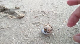 Baby Crab Attempting to Climb Out of its Shell in a Beach in Thailand