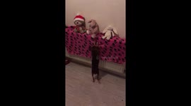 Cute Chihuahua trying to get his favourite toy while it's drying.