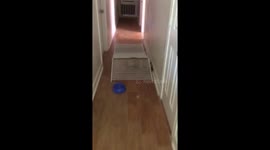 French Bulldog gets stuck