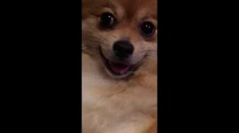 This Pomeranian Can’t Stop Smiling