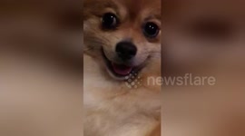 Newsflare Edit - This Pomeranian Can’t Stop Smiling