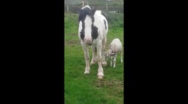 Brian the goat and his friend Brenda the horse
