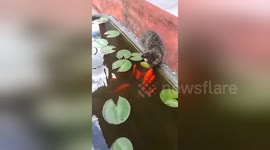 Fish comes to the surface of the water to kiss cat
