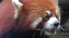 Red pandas on the move in China