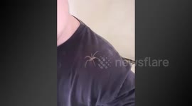 Man lets massive spider crawl over his head